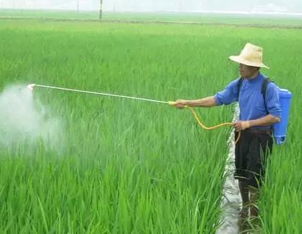 水稻化学除草当苦衷项